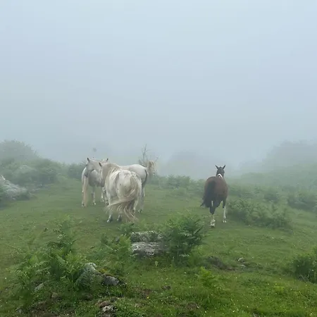Roxelo Avec Son * Arras-en-Lavedan