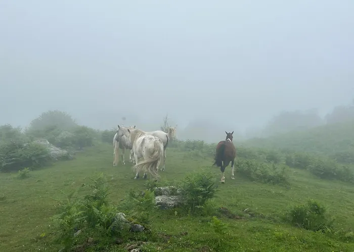 Roxelo Avec Son * Arras-en-Lavedan